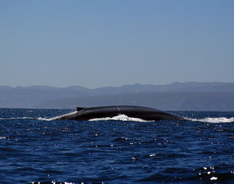В търсене на синия кит