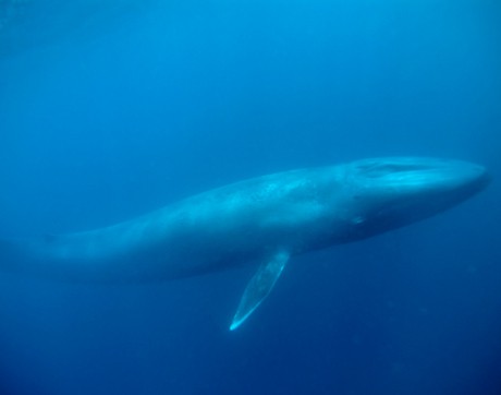 В търсене на синия кит