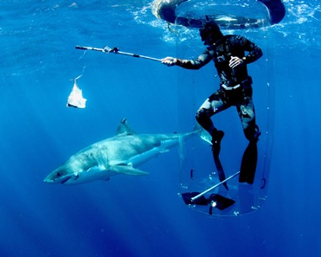 месецът на акулите по Animal Planet