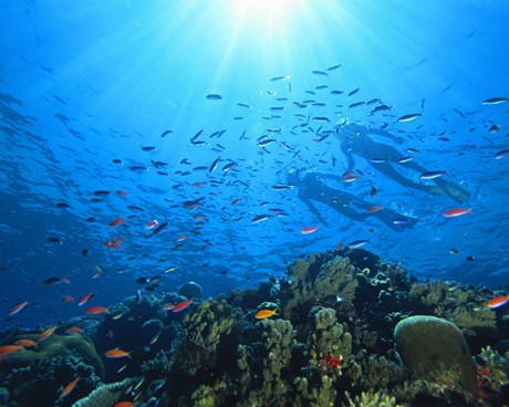 Часът на National Geographic: „Тайните на Големия бариерен риф”