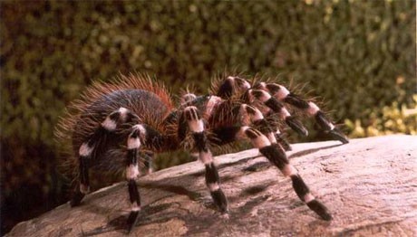Гигантска белоколенеста тарантула (Acanthoscurria geniculata) 