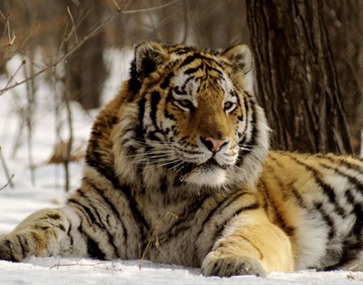 Амба руският тигър