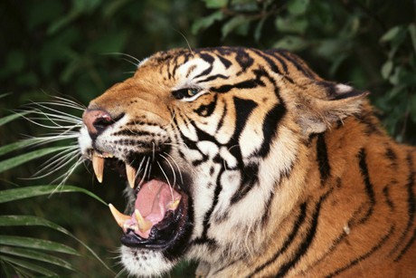 Атаката на тигъра