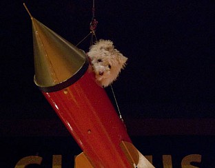 Куче космонавт в цирка