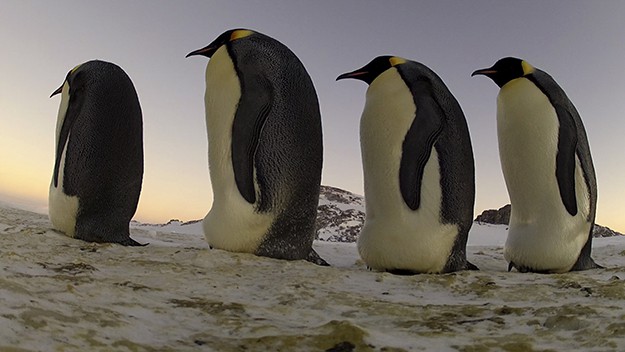 Пингвините - шпиони в стадото