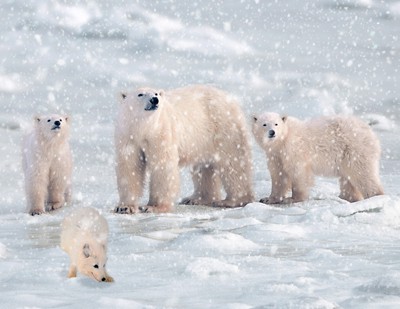 Приключението на голямата полярна мечка (THE GREAT POLAR BEAR ADVENTURE)