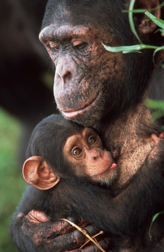 Тайният живот на маймуните