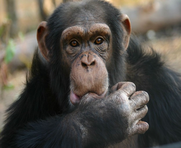 Рая на шимпанзетата - Animal Planet